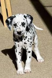 dalmata | Foto 0