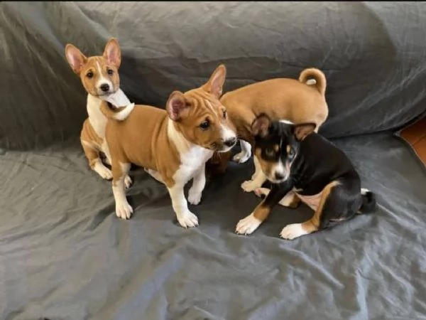 regalo basenji cuccioli disponibili | Foto 0