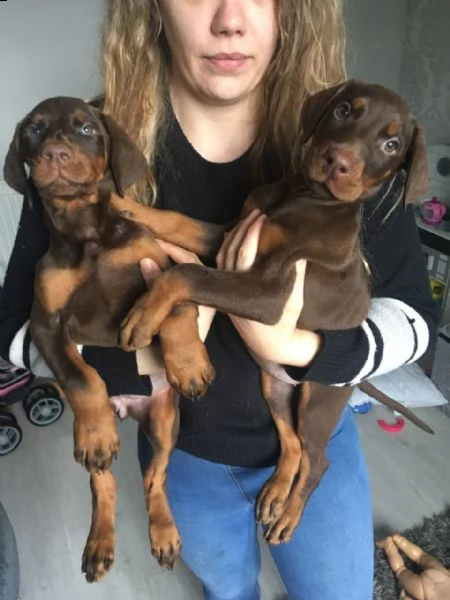 regalo adorabili cuccioli dobermann femminucce e maschietti disponibili | Foto 0