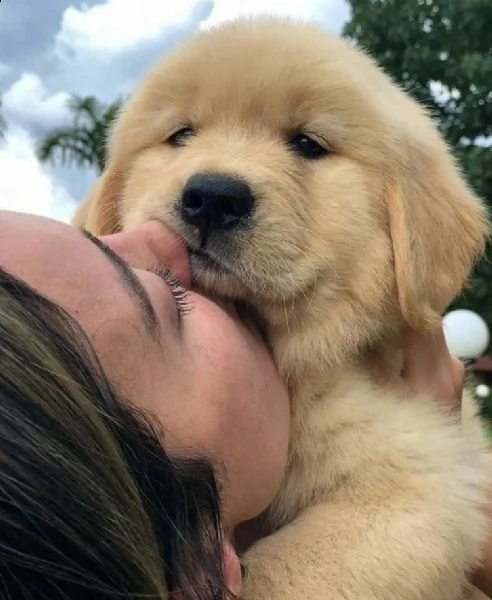 golden retriever