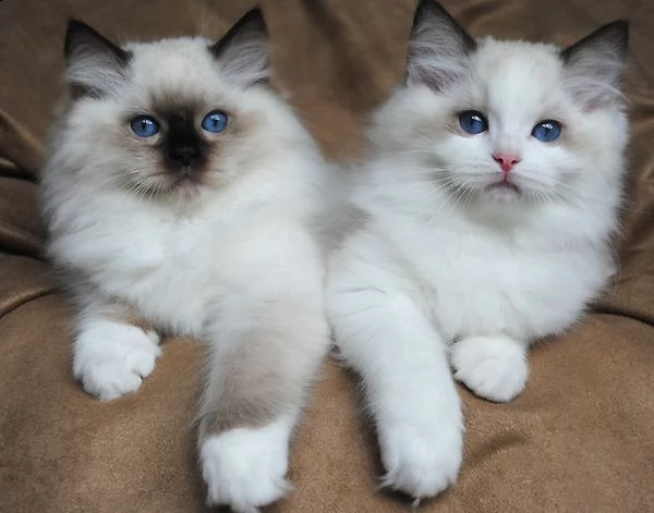 gattino ragdoll di razza pura