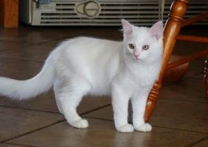 sigillo lynx point ragdoll gattino