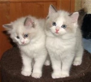  bellissimi gattini ragdoll con pedigree per adozione