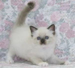 adorabili gattini ragdoll in adozione.