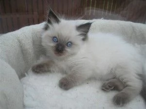 !!!splendido gattino ragdoll bicolore cioccolato maschio!!!