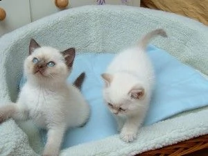 gattini ragdoll maschi e femmine