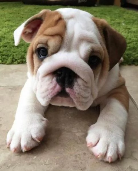  regalo bulldog inglese cuccioli con pedigree bulldog inglese pelo corto taglia piccola molto belli 