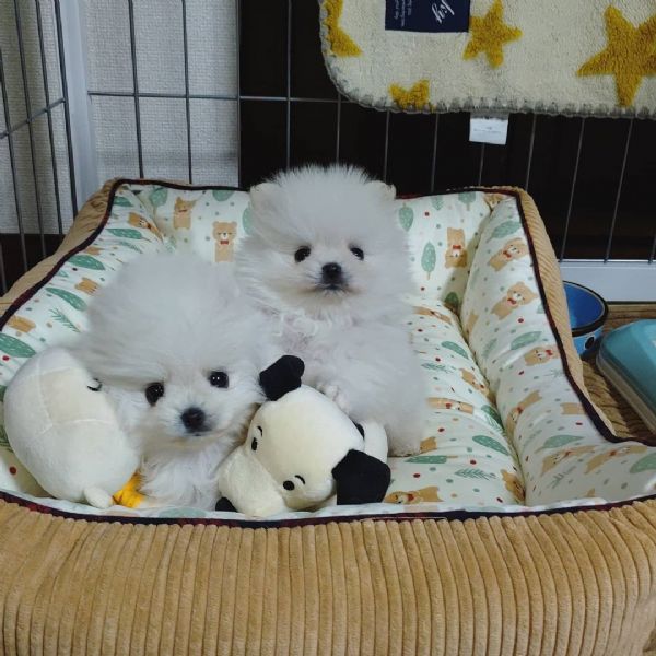 bichon | Foto 0