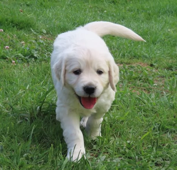 meravigliosi cuccioli di golden retriever | Foto 0