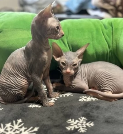 gattini sphynx