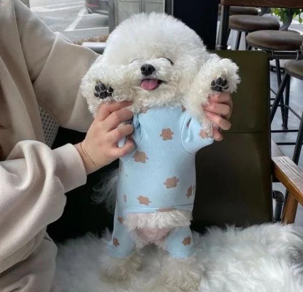 bichon