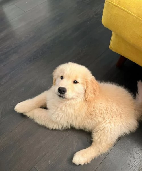 golden retriever