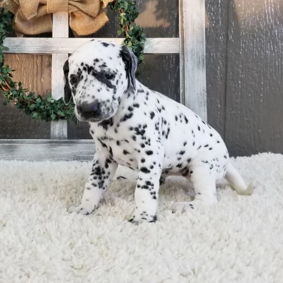 regalo abbiamo cuccioli di dalmata