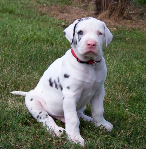 regalo adorabili cuccioli alano femminucce e maschietti