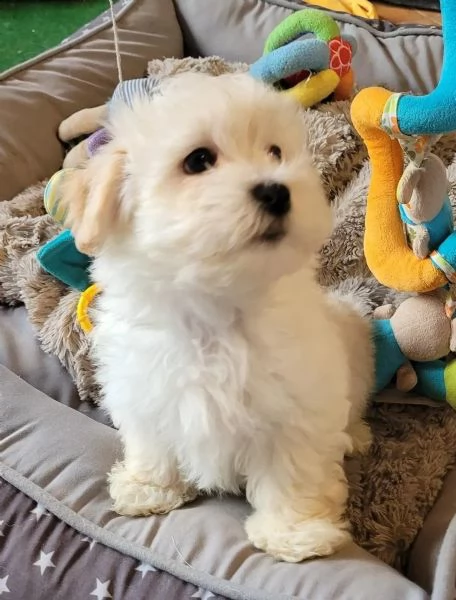 cuccioli di havanese disponibili | Foto 3