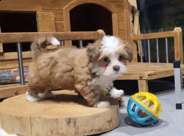 cuccioli di havanese disponibili