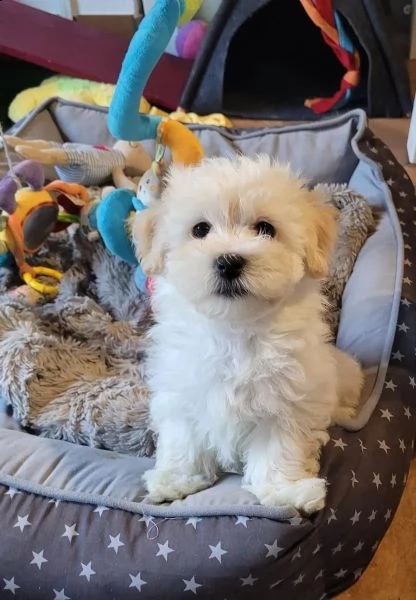 cuccioli di havanese disponibili | Foto 0