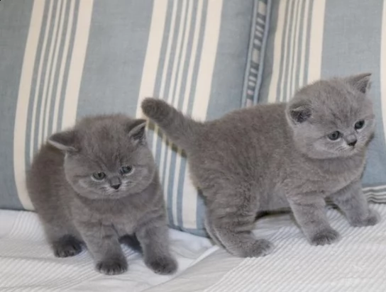 cuccioli di gattini british shorthair