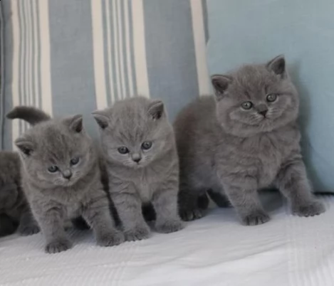 dolcissimo gattino british shorthair