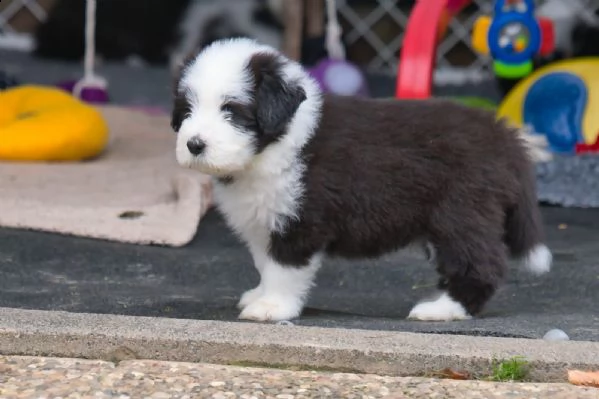 tre cuccioli di bearded collie cioccolato | Foto 4