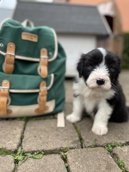 tre cuccioli di bearded collie cioccolato | Foto 1