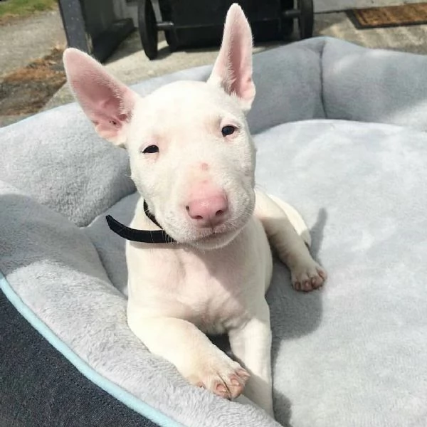 cuccioli di bull terrier nano di razza pura con pedigree | Foto 0