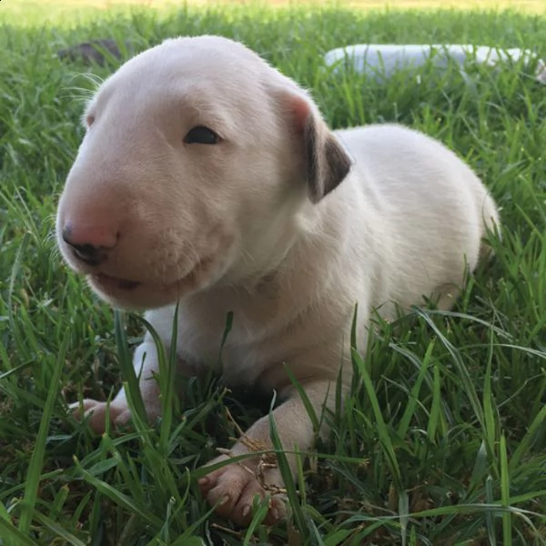 cuccioli di bull terrier nano di razza pura con pedigree