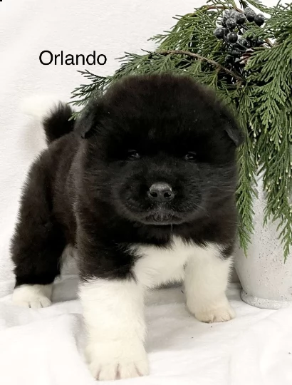 cane akita maschio, si chiama orlando | Foto 2