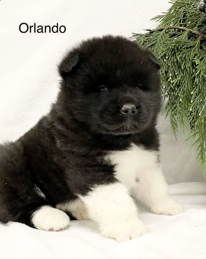 cane akita maschio, si chiama orlando | Foto 1