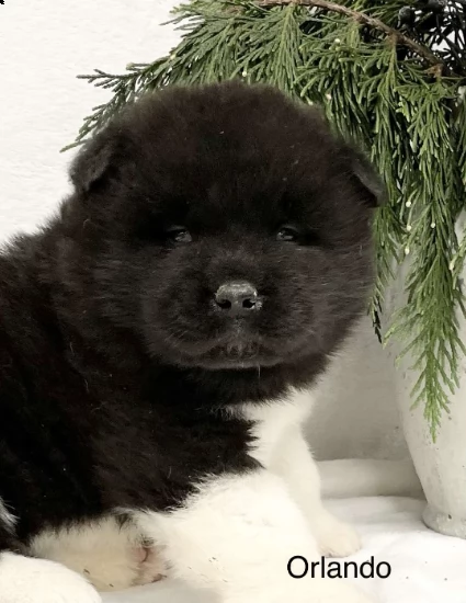 cane akita maschio, si chiama orlando | Foto 0