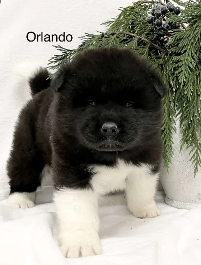 cane akita maschio, si chiama orlando