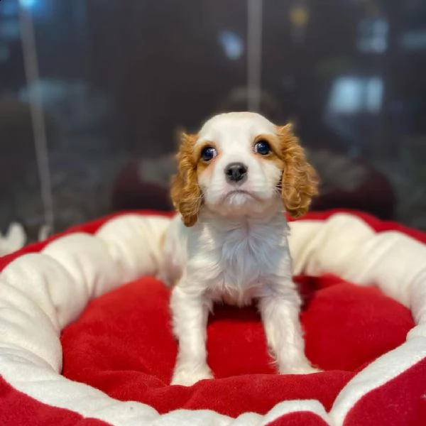  cuccioli di cavalier king  femminucce e maschietti disponibili per l'adozione