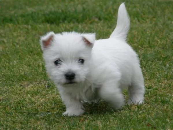 cuccioli di west highland maschio e femmina pronti a partire.