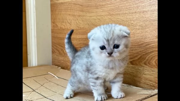 gattino scottish fold maschio e femmina pronto a partire.