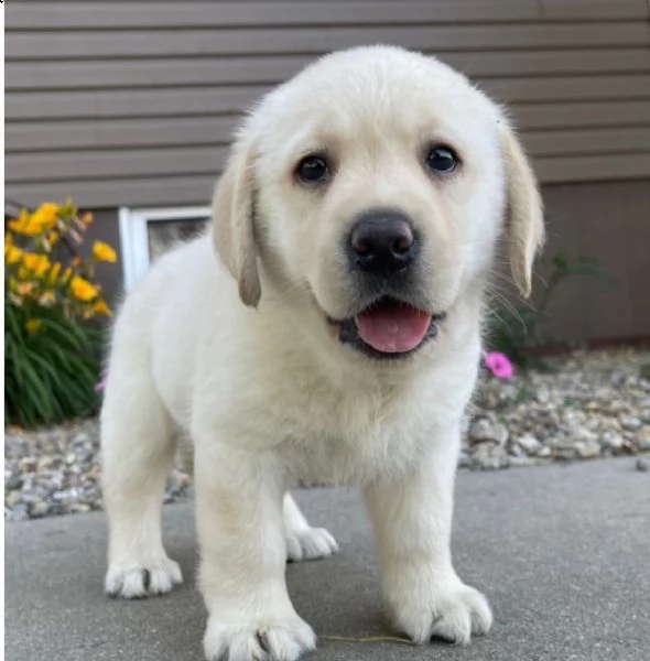 regalo golden retriver cuccioli disponibile per l'adozione