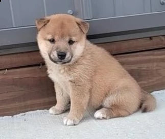  regalo due cuccioli di shiba inu per l'adozione 