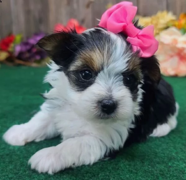 regalo bellissimi cuccioli allevati shih-tzu, colore bianco e nero.