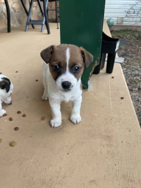 regalo jack russell cuccioli .