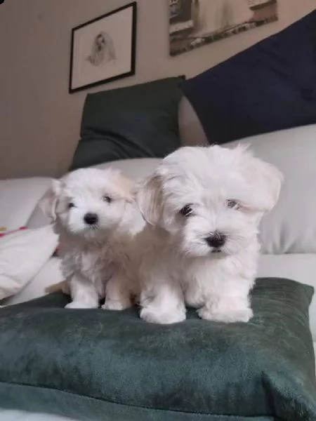 adorabili cuccioli maltese  femminucce e maschietti disponibili 