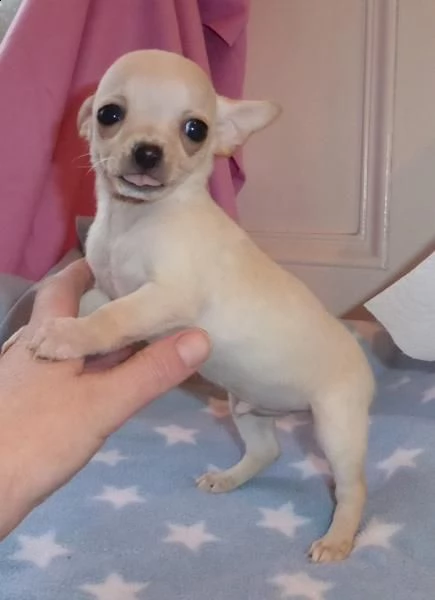 regalo chihuahua cuccioli meravigliosi ! 