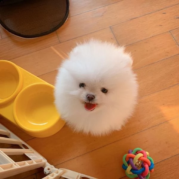 regalo pomeranian 