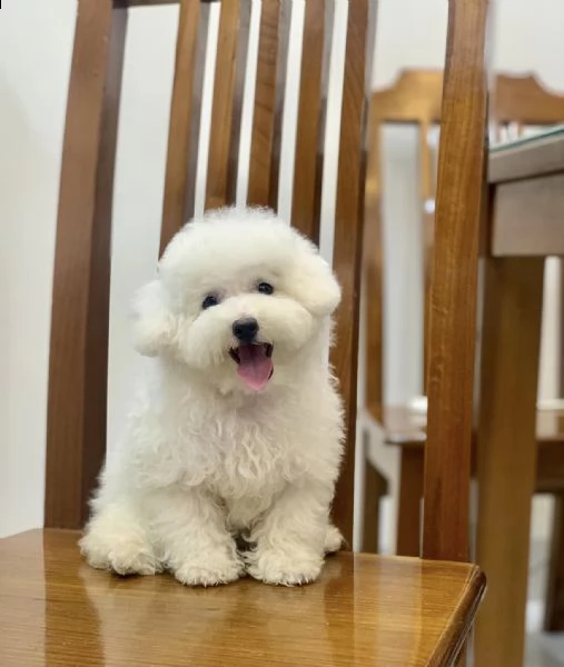 cuccioli barboncini toy piccoli 