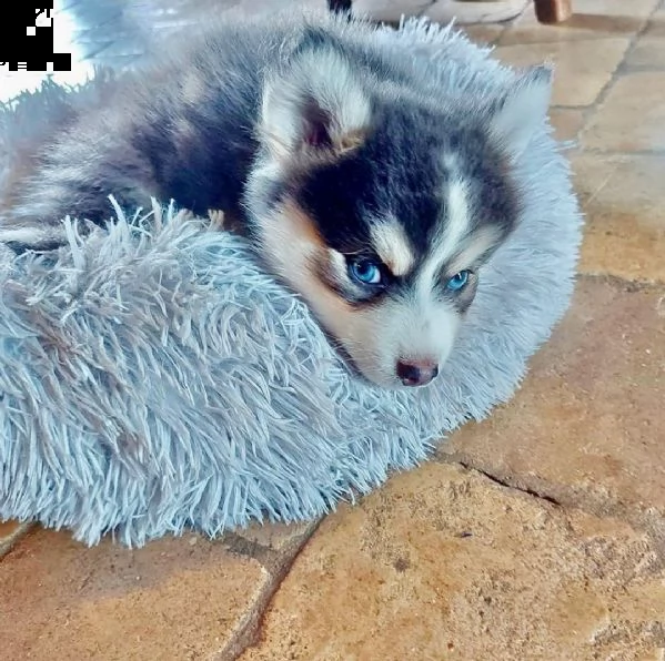 cuccioli di pomsky occhi blu pronti (+393509706299)