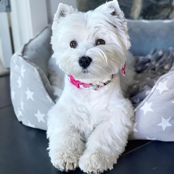   regalo adorabili cuccioli  west highland terrier bianco  femminucce e maschietti