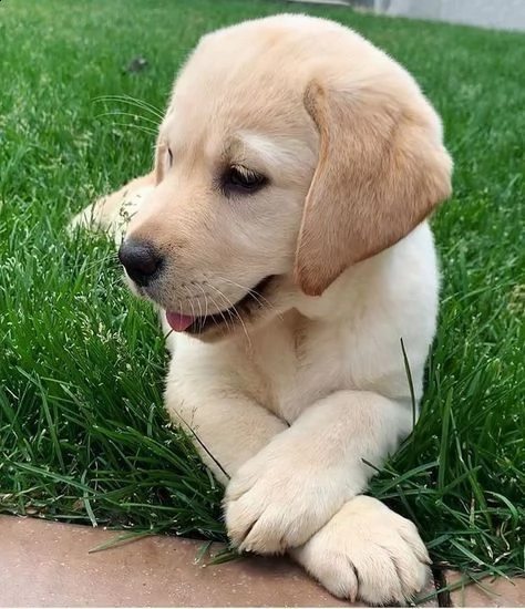 regalo cuccioli labrador bellissimi cuccioli di labrador di prima scelta in pronta consegna microcip