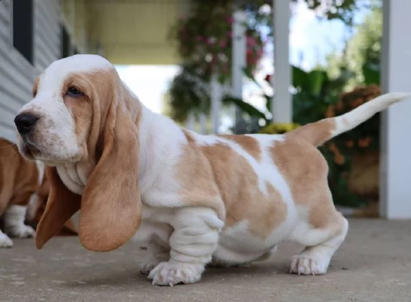 meravigliosi cuccioli di bassethound