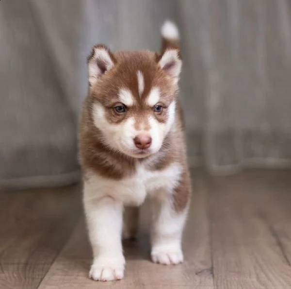 husky