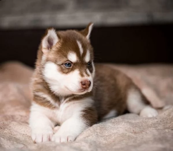 husky