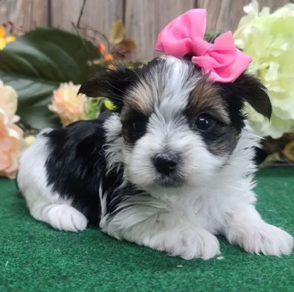 regalo bellissimi cuccioli allevati shih-tzu, colore bianco e nero.