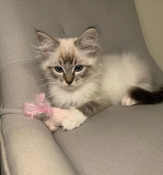 gli affettuosi gattini ragdoll hanno bisogno di una nuova casa. | Foto 1